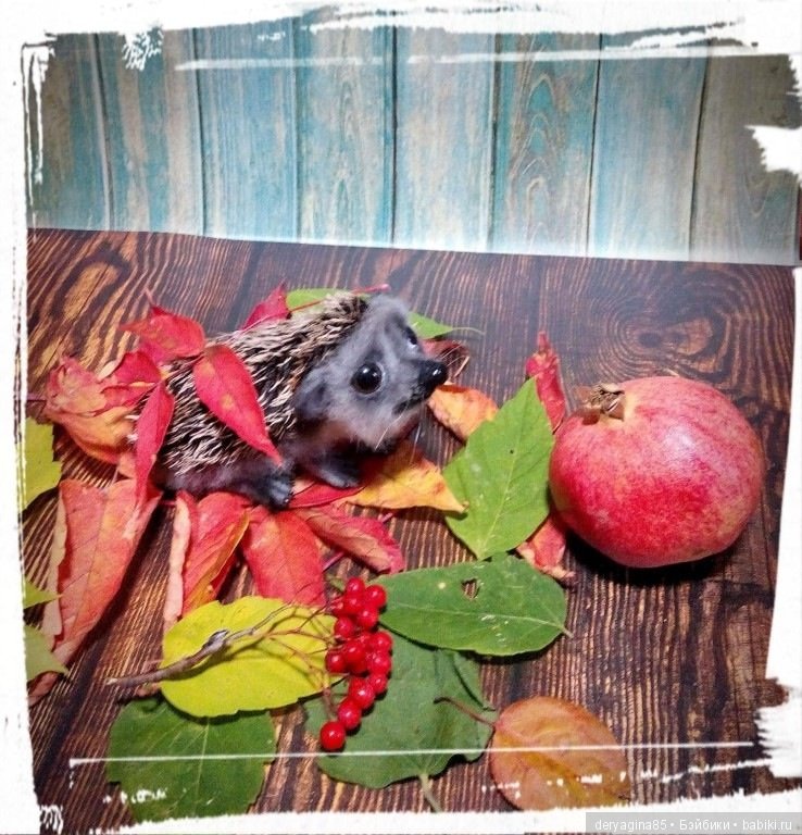 Валяные игрушки из шерсти: сухое валяние