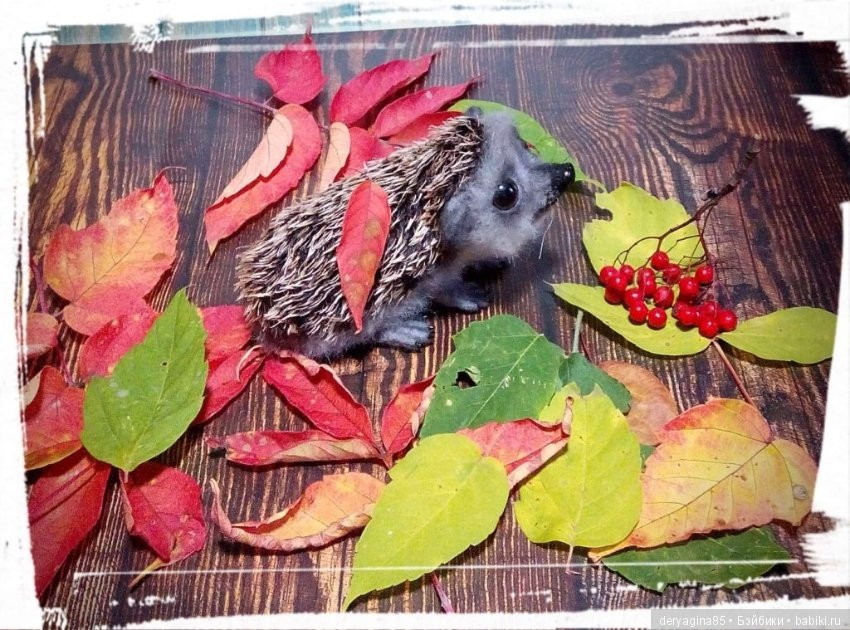 Валяные игрушки из шерсти: сухое валяние (фото 3)