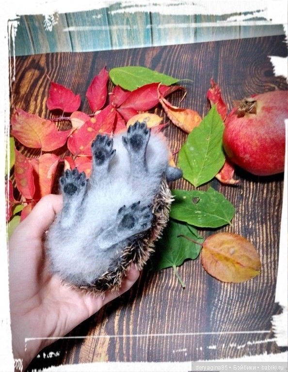 Валяные игрушки из шерсти: сухое валяние