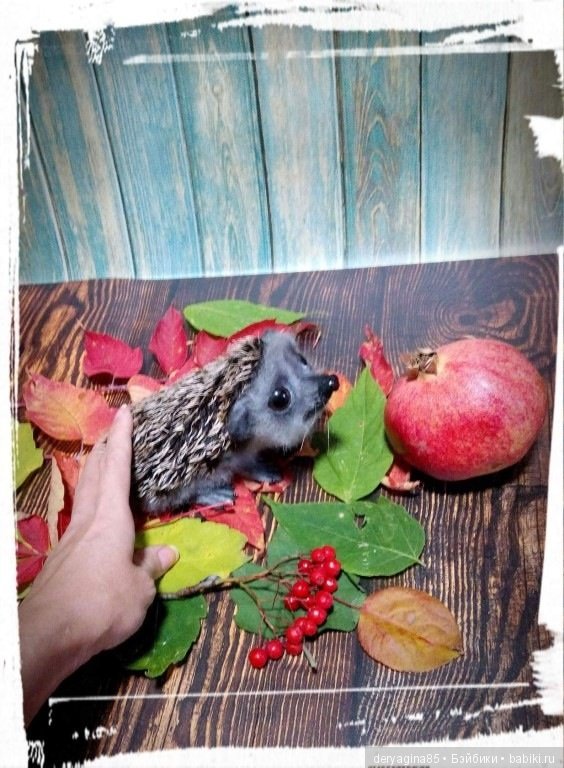 Валяные игрушки из шерсти: сухое валяние (фото 10)