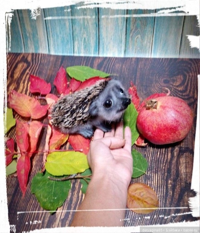 Валяные игрушки из шерсти: сухое валяние