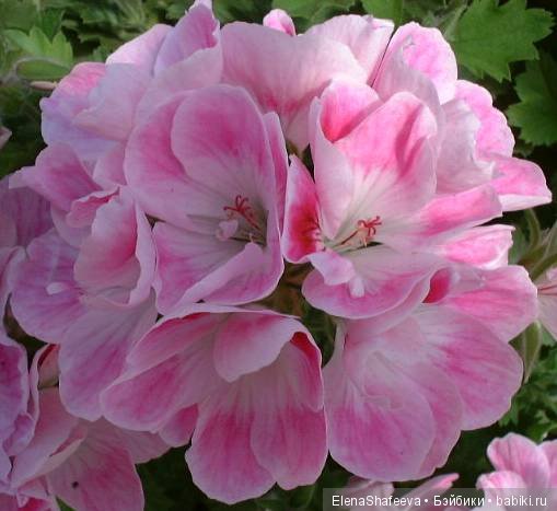 Часть 2. Размножение пеларгоний