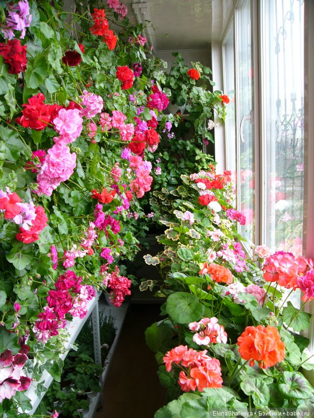 Часть 2. Размножение пеларгоний