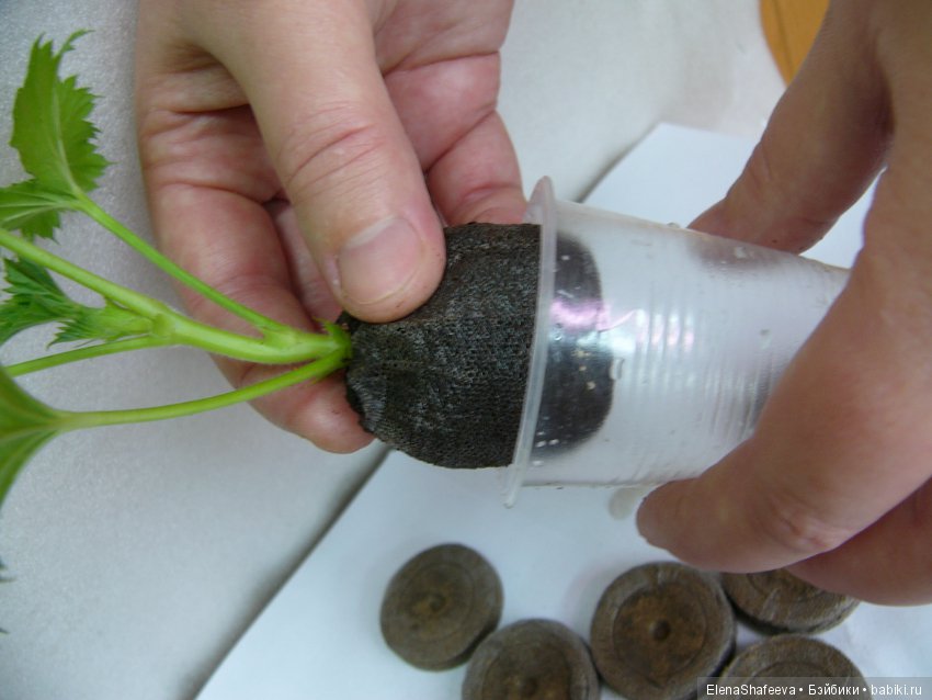 Часть 2. Размножение пеларгоний (фото 8)