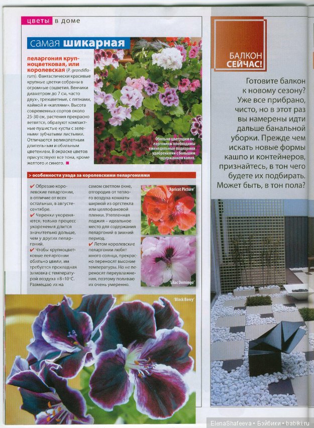 Красивоцветущие растения. Часть 1. Пеларгонии (фото 8)