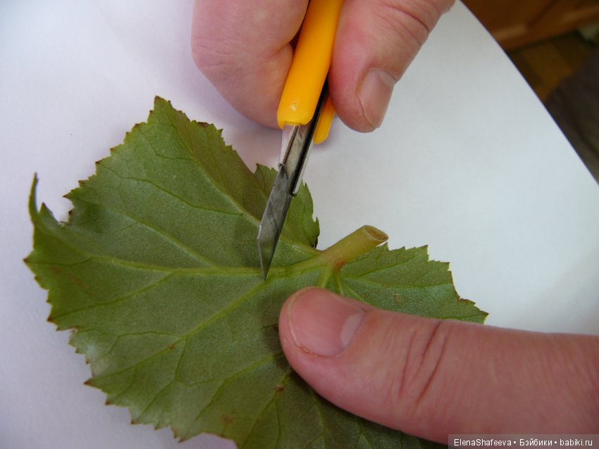 Листая старые журналы... Бегония - элатиор (фото 3)