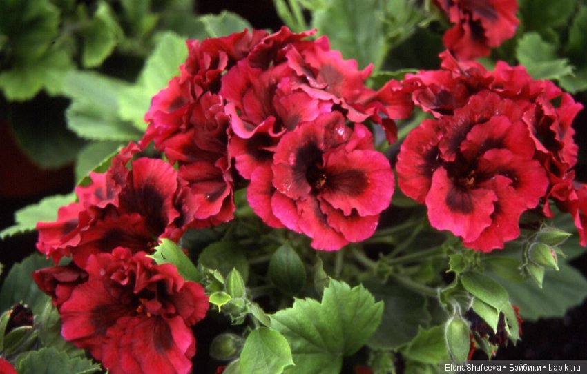 Красивоцветущие растения. Часть 1. Пеларгонии (фото 4)
