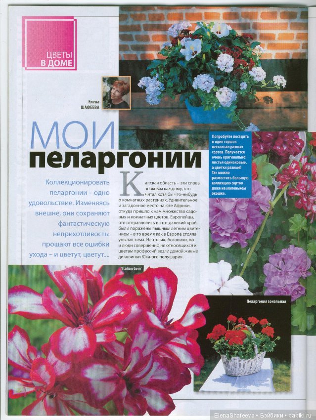 Красивоцветущие растения. Часть 1. Пеларгонии (фото 7)