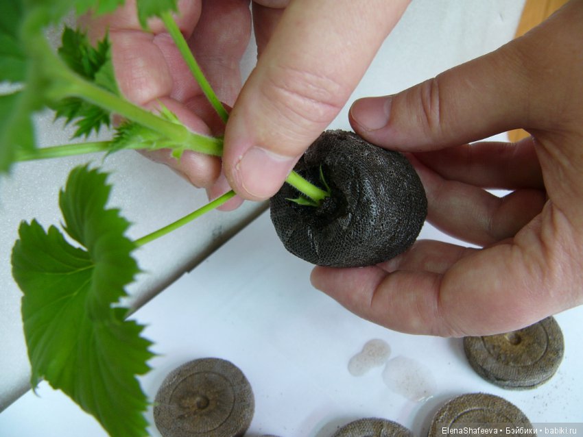 Часть 2. Размножение пеларгоний (фото 7)