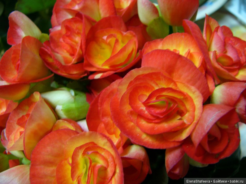 Листая старые журналы... Бегония - элатиор (фото 8)