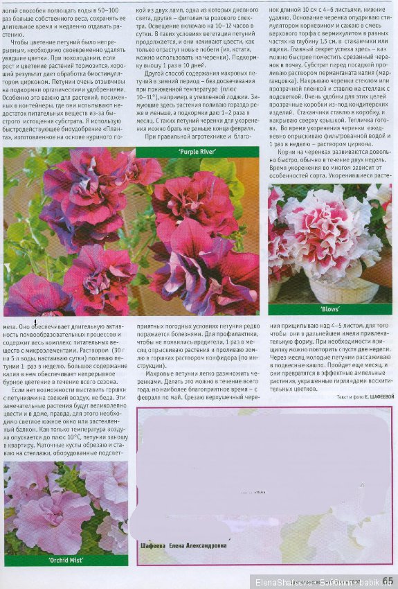 Листая старые журналы... Махровые ампельные петунии (фото 2)