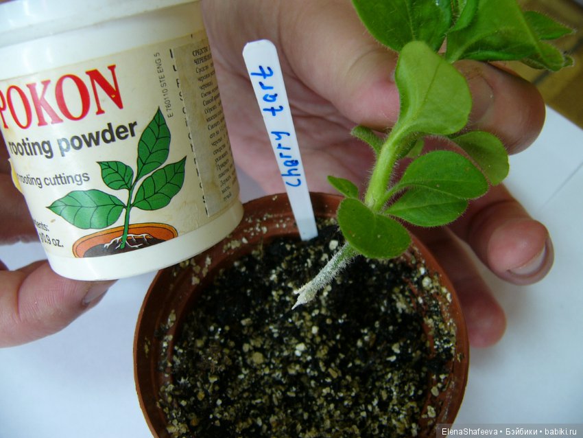 Листая старые журналы... Махровые ампельные петунии (фото 3)