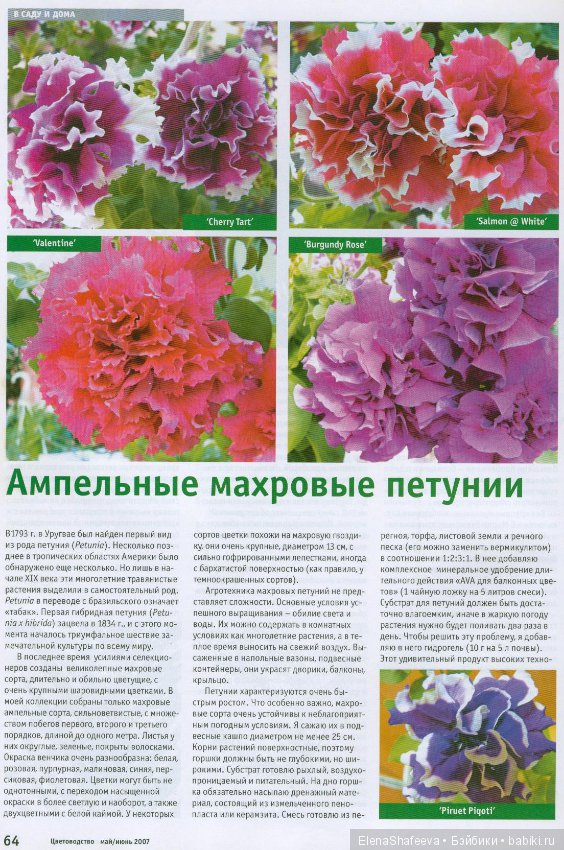 Листая старые журналы... Махровые ампельные петунии