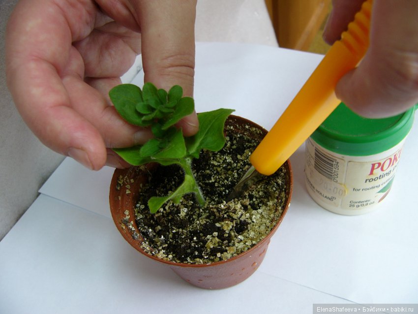 Листая старые журналы... Махровые ампельные петунии (фото 4)