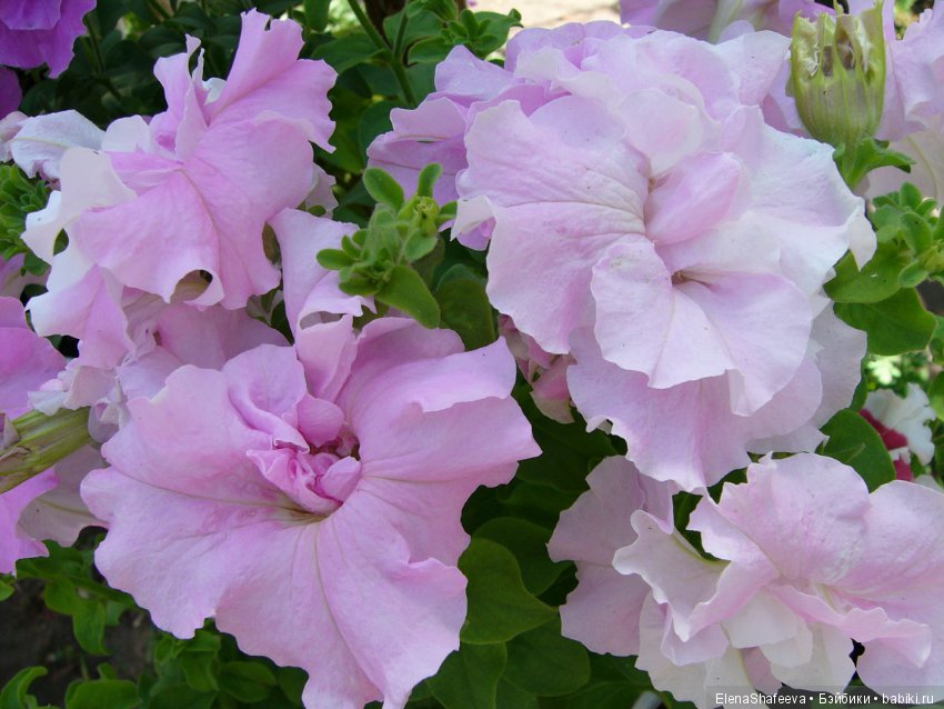 Листая старые журналы... Махровые ампельные петунии