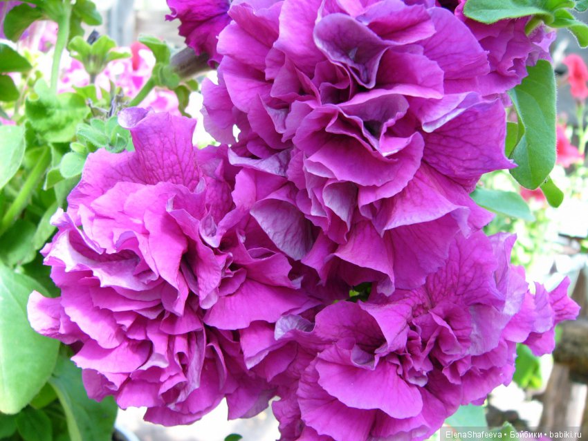 Листая старые журналы... Махровые ампельные петунии