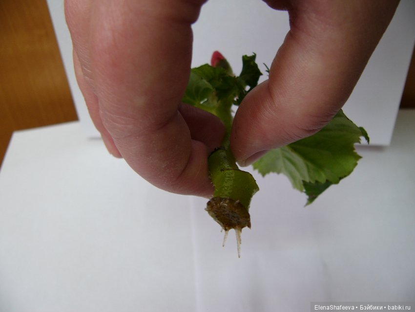 Листая старые журналы... Бегония - элатиор (фото 2)