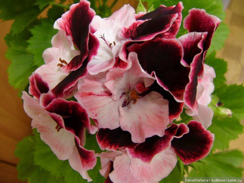 Красивоцветущие растения. Часть 1. Пеларгонии