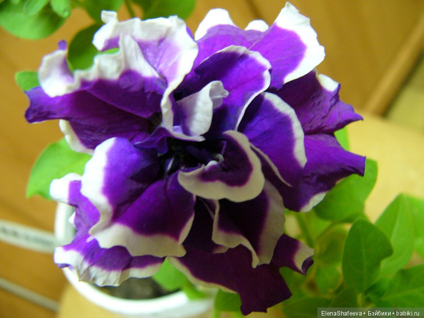 Листая старые журналы... Махровые ампельные петунии