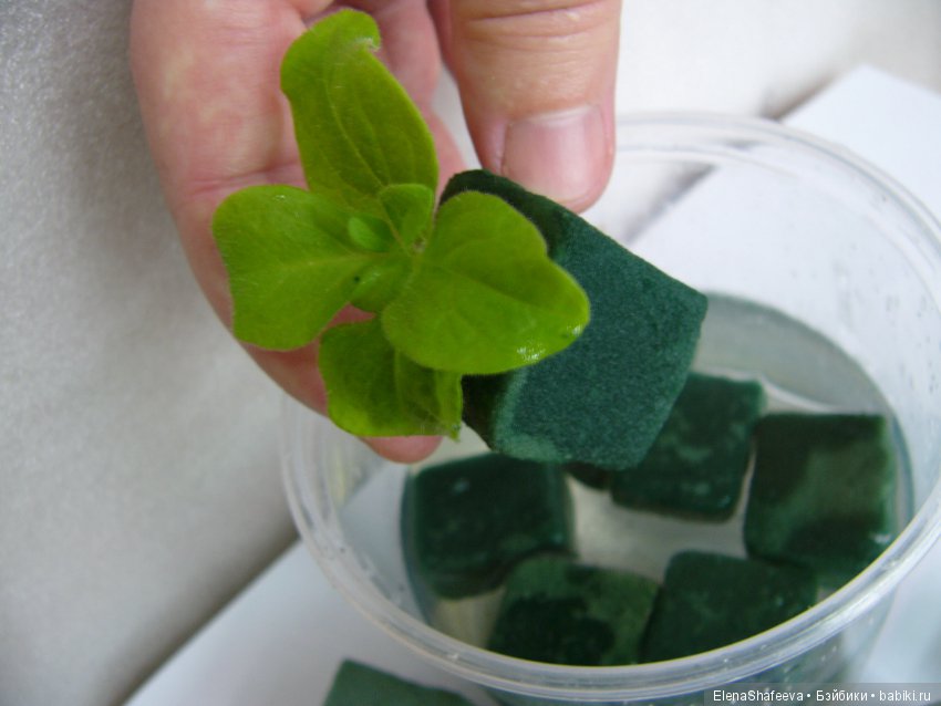 Листая старые журналы... Махровые ампельные петунии (фото 8)