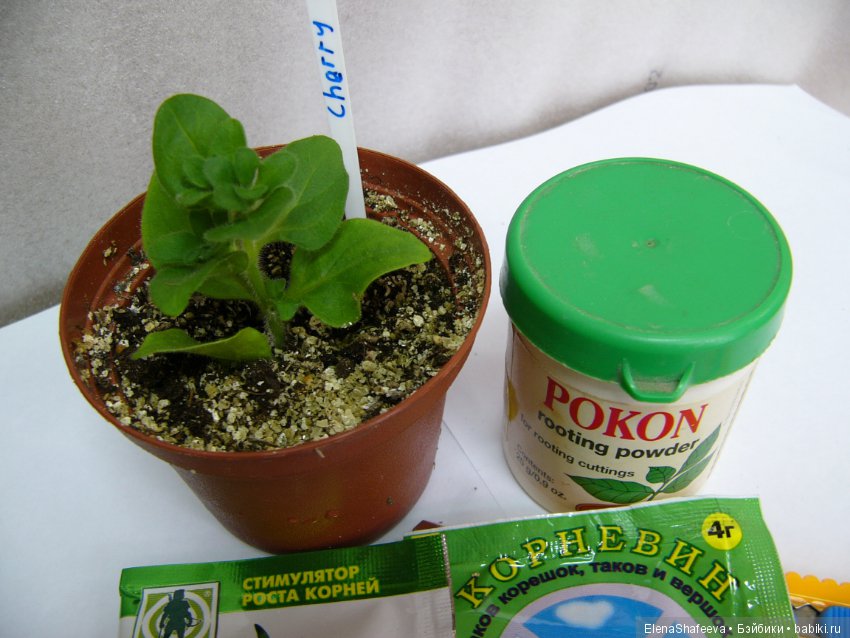 Листая старые журналы... Махровые ампельные петунии (фото 5)