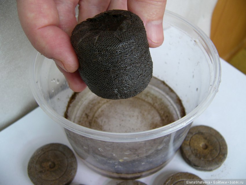 Часть 2. Размножение пеларгоний (фото 6)