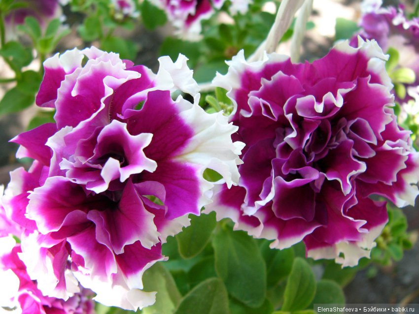 Листая старые журналы... Махровые ампельные петунии