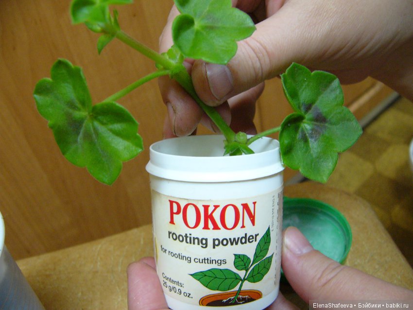 Часть 2. Размножение пеларгоний (фото 2)