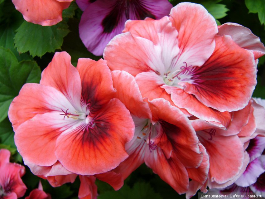 Красивоцветущие растения. Часть 1. Пеларгонии (фото 5)