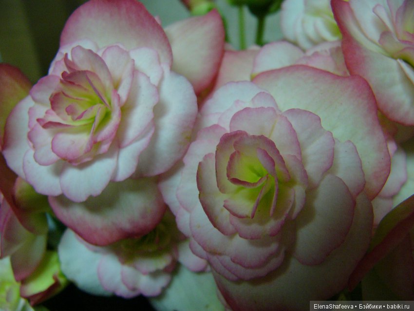 Листая старые журналы... Бегония - элатиор (фото 10)