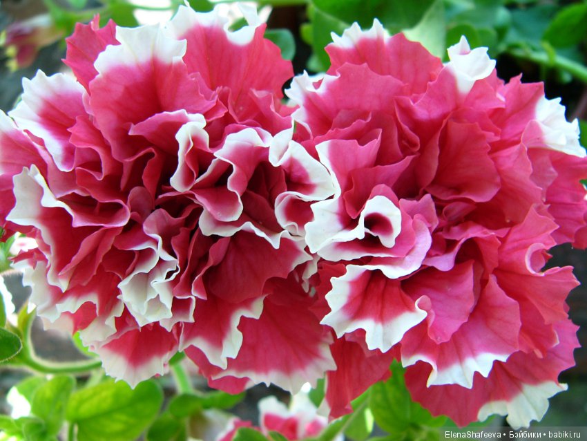 Листая старые журналы... Махровые ампельные петунии