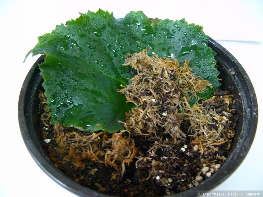 Листая старые журналы... Бегония - элатиор (фото 4)