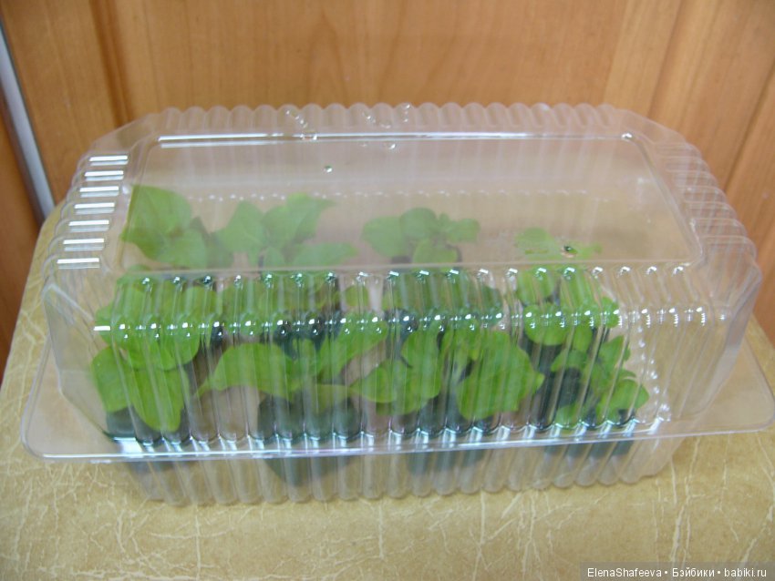 Листая старые журналы... Махровые ампельные петунии (фото 10)