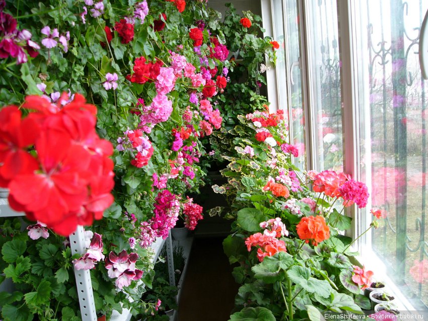 Часть 2. Размножение пеларгоний