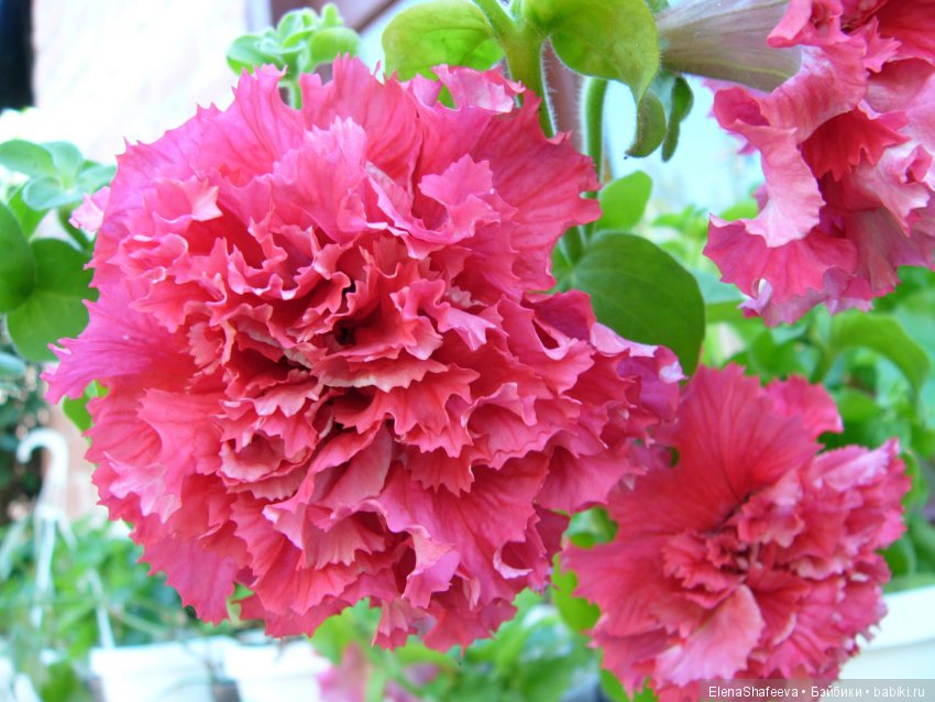 Листая старые журналы... Махровые ампельные петунии