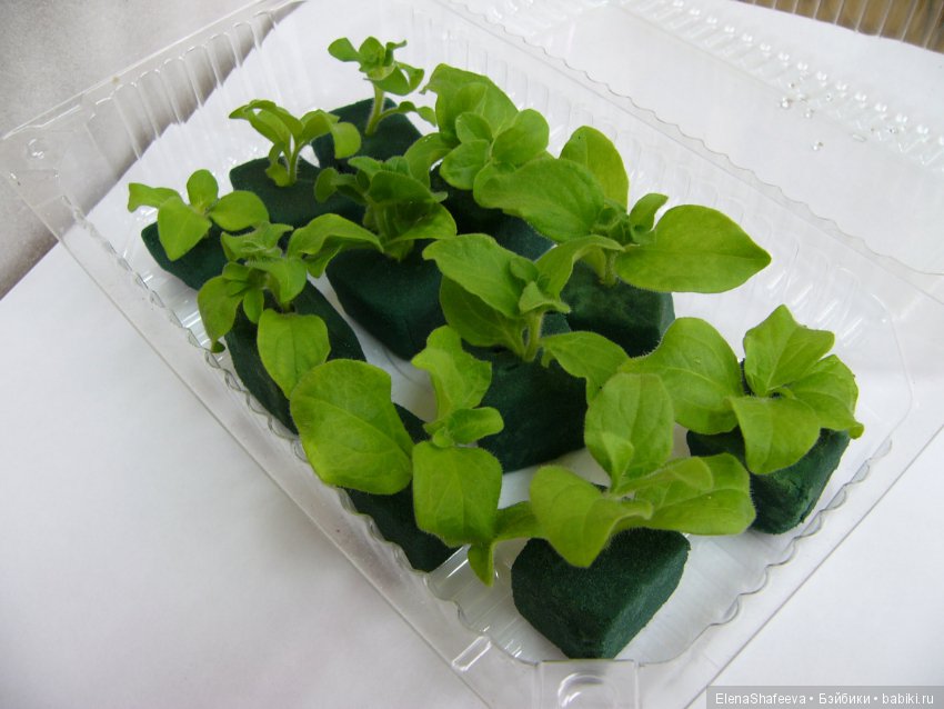 Листая старые журналы... Махровые ампельные петунии (фото 9)