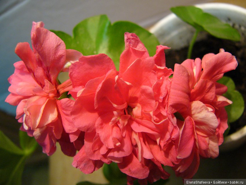 Красивоцветущие растения. Часть 1. Пеларгонии (фото 6)