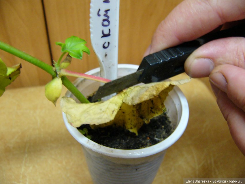 Часть 2. Размножение пеларгоний (фото 4)