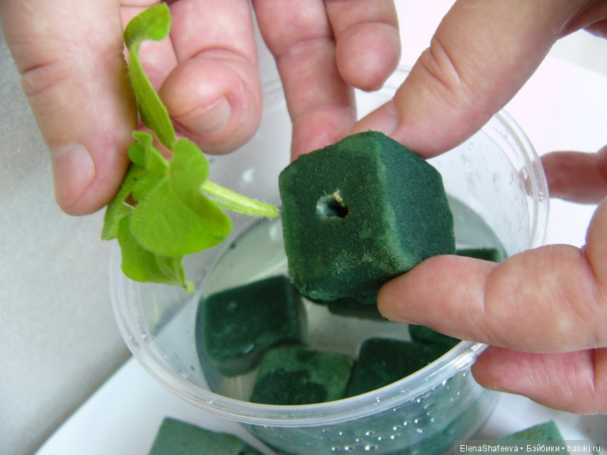 Листая старые журналы... Махровые ампельные петунии (фото 7)