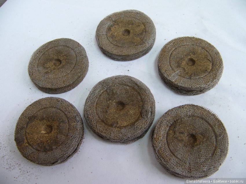 Часть 2. Размножение пеларгоний (фото 5)