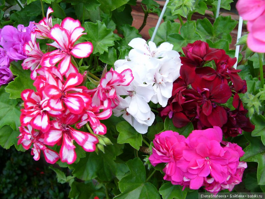 Красивоцветущие растения. Часть 1. Пеларгонии (фото 2)