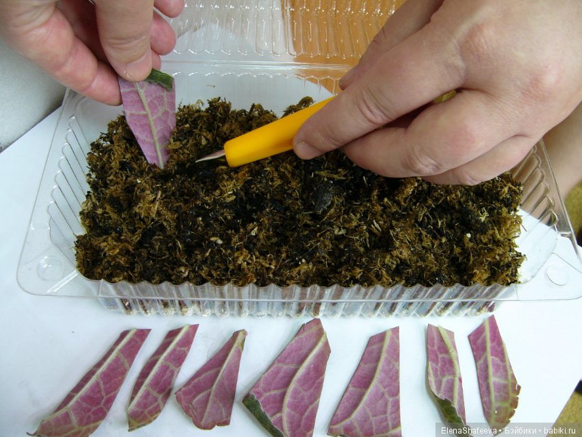 Листая старые журналы... Размножение махровых глоксиний (фото 6)