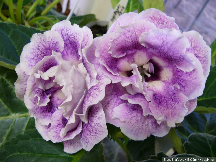 Листая старые журналы... Размножение махровых глоксиний