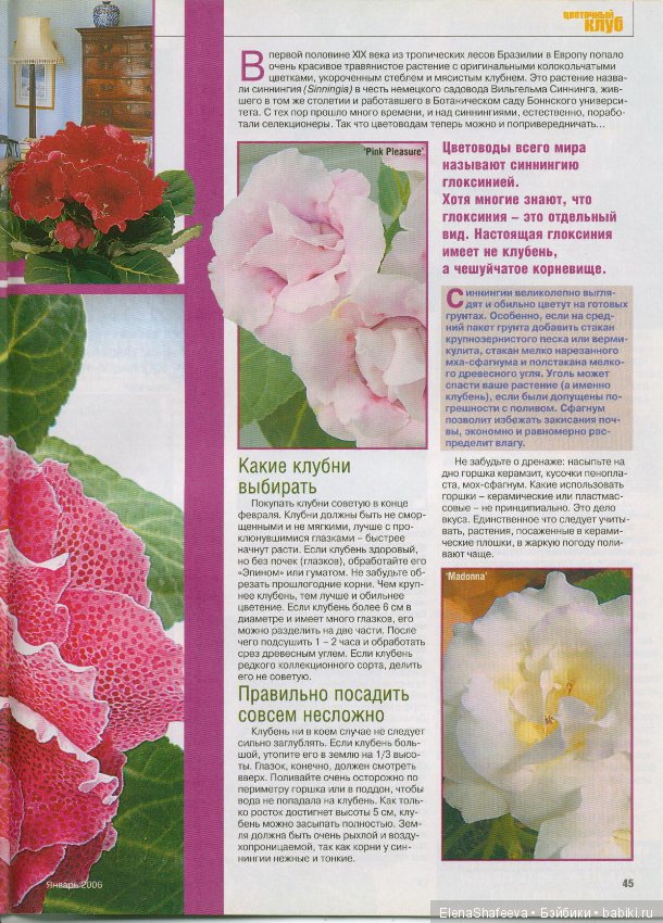 Листая старые журналы... Размножение махровых глоксиний
