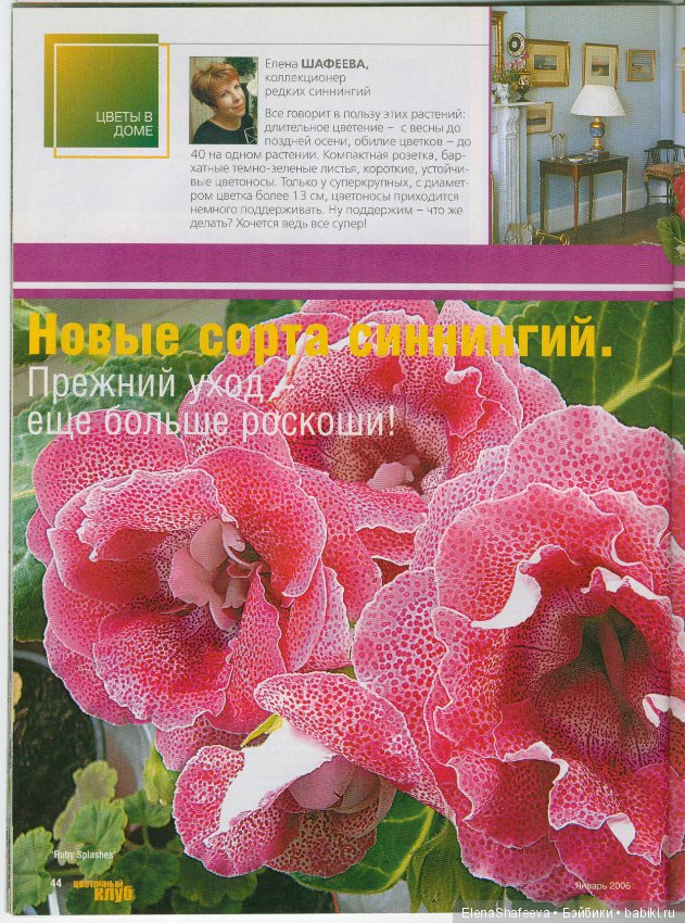 Листая старые журналы... Размножение махровых глоксиний