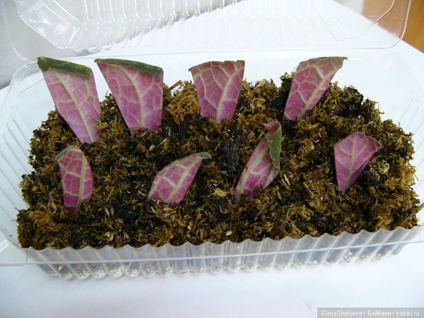 Листая старые журналы... Размножение махровых глоксиний (фото 8)