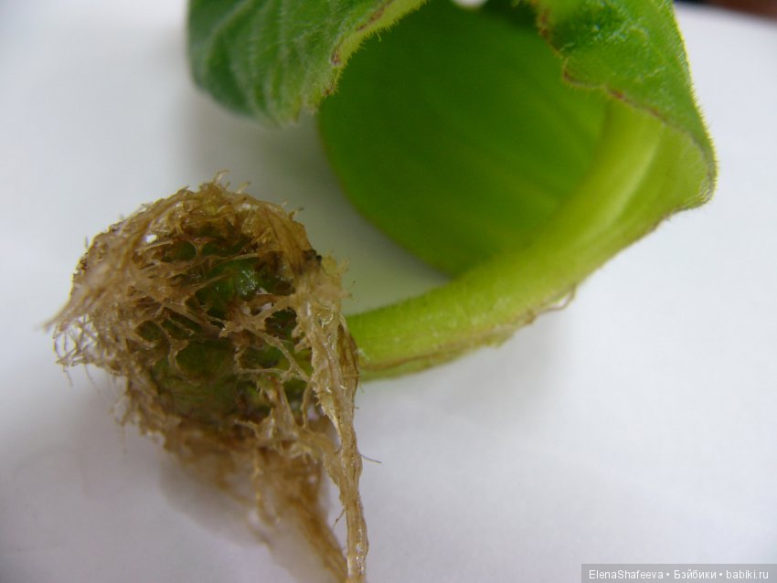 Листая старые журналы... Размножение махровых глоксиний