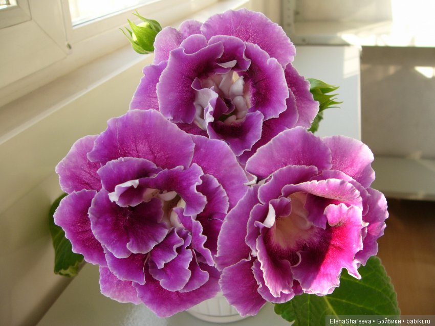 Листая старые журналы... Размножение махровых глоксиний