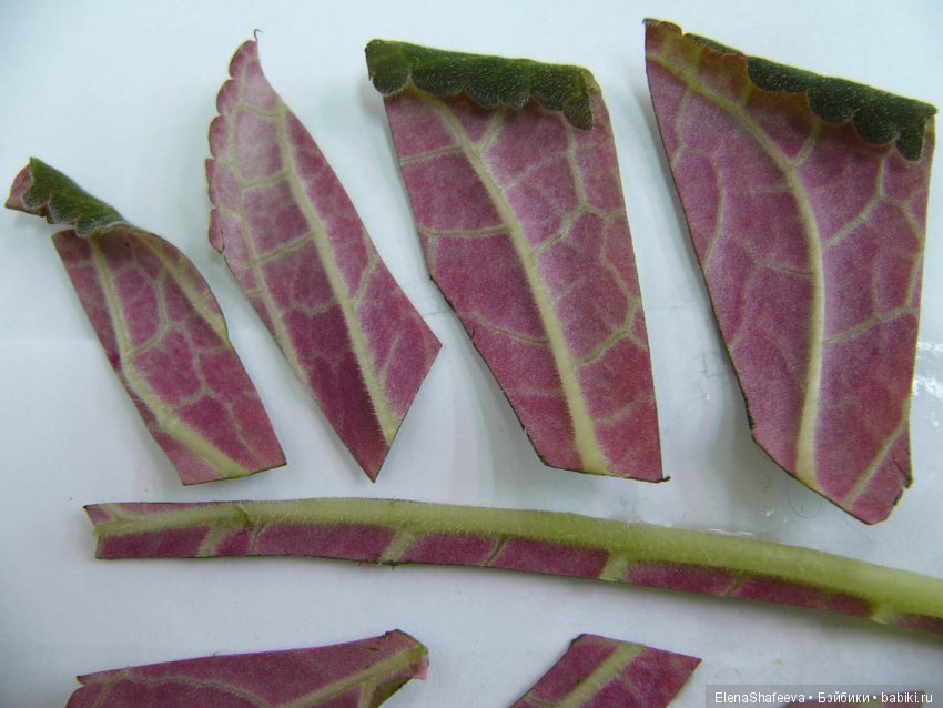 Листая старые журналы... Размножение махровых глоксиний (фото 5)