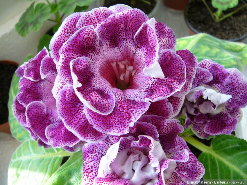 Листая старые журналы... Размножение махровых глоксиний